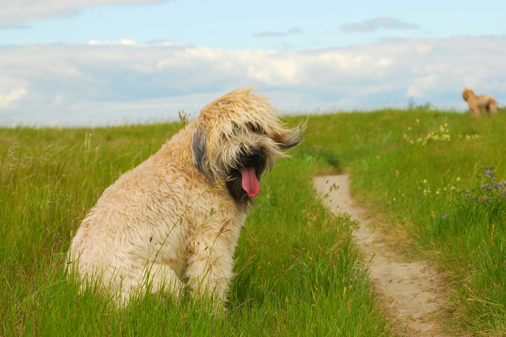 Đánh giá chó Soft Coated Wheaten Terrier Đánh giá chó Soft Coated Wheaten Terrier