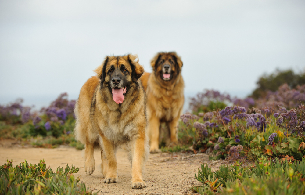 Đánh giá chó Leonberger