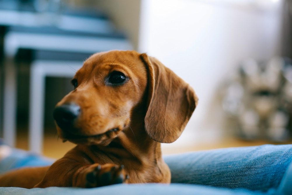 Dachshund Dachshund