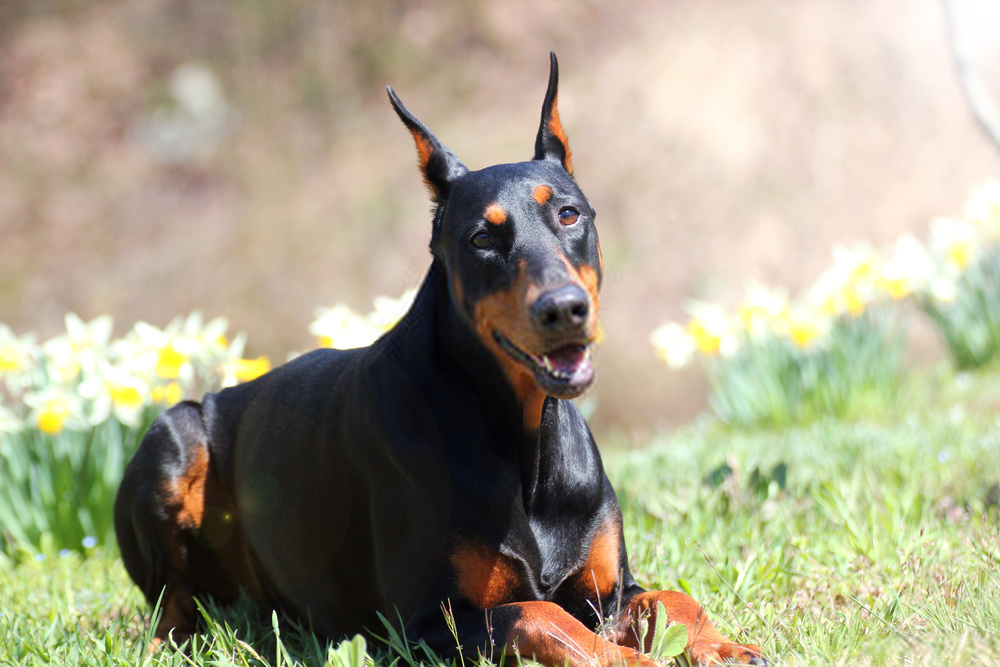 Đánh giá chó Doberman Pinscher Đánh giá chó Doberman Pinscher