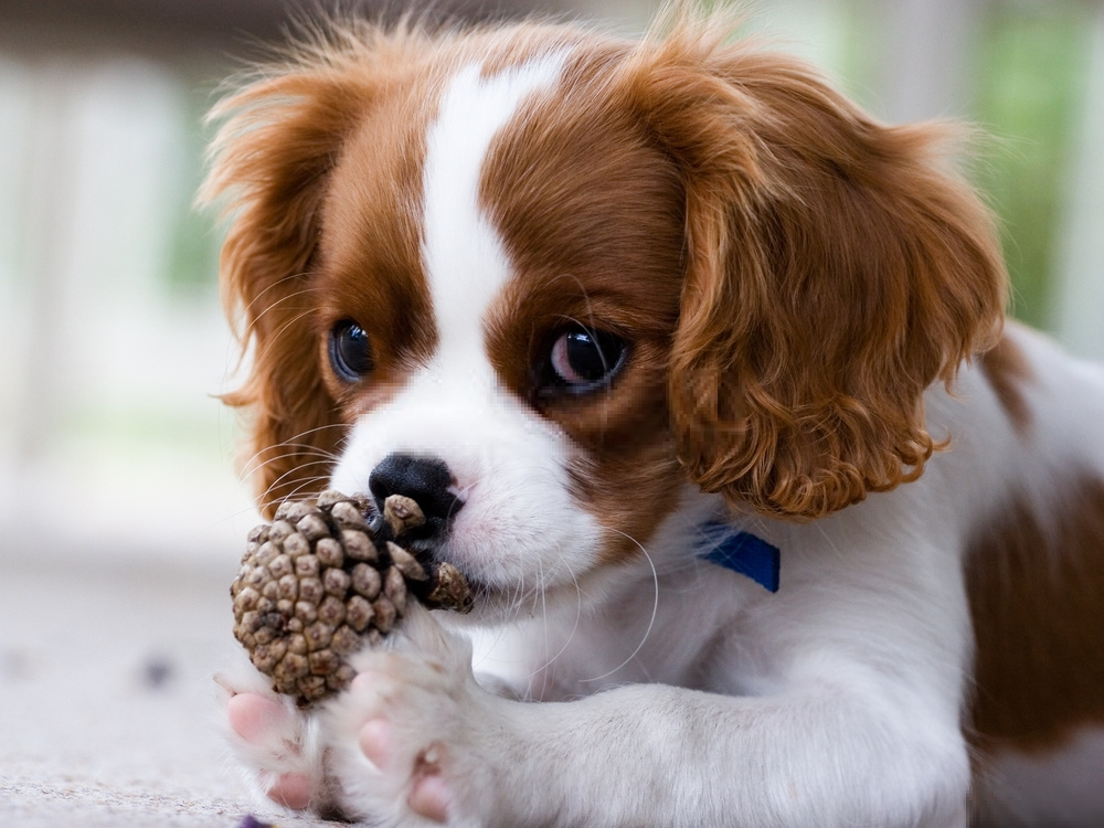 Cavalier King Charles Spaniel Cavalier King Charles Spaniel