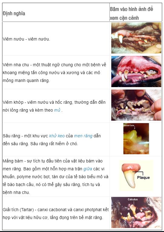 Vệ sinh răng miệng và sức khỏe của chó