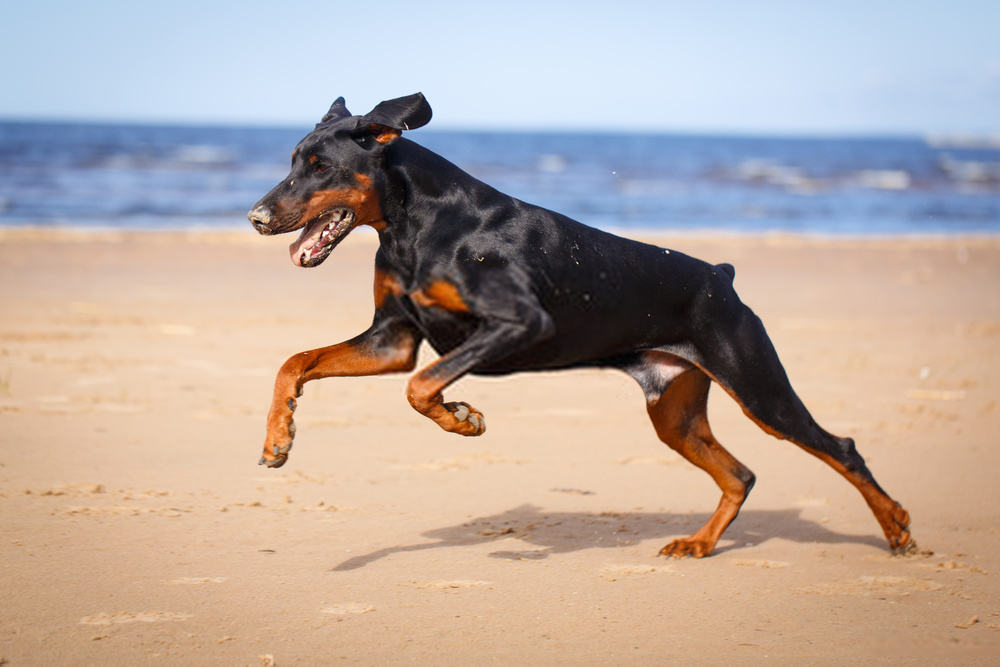 Đánh giá chó Doberman Pinscher Đánh giá chó Doberman Pinscher