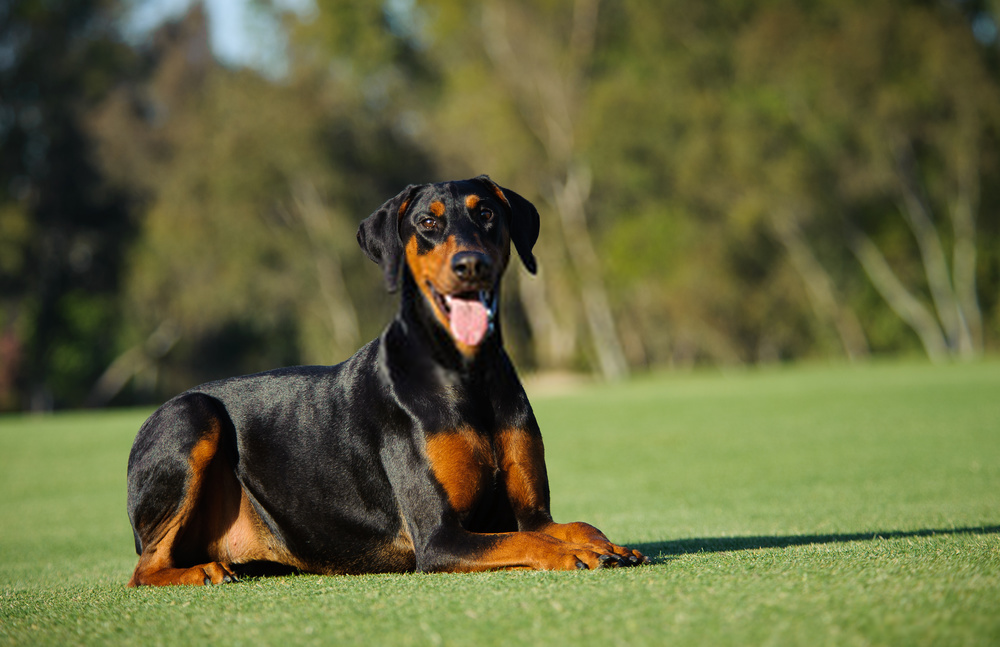 Đánh giá chó Doberman Pinscher