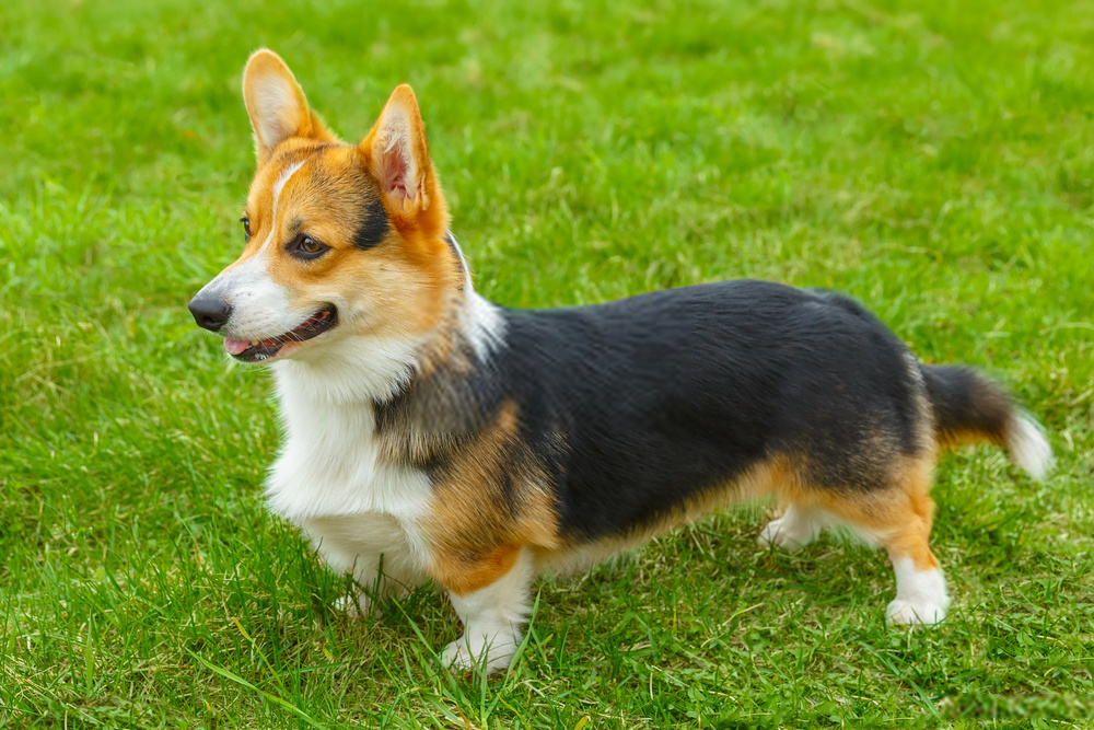 [Review Dogs] Đánh giá chó Pembroke Welsh Corgi