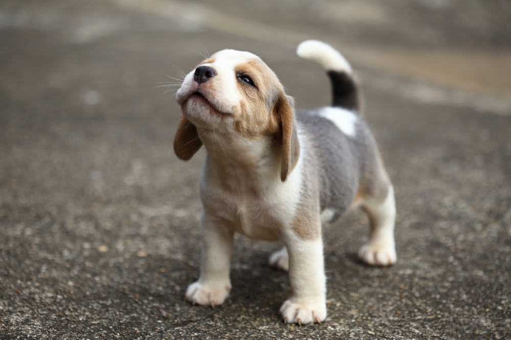Beagle Beagle