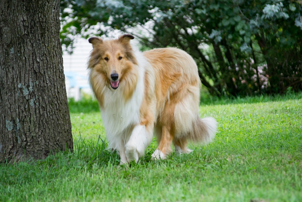 Rough Collie Rough Collie