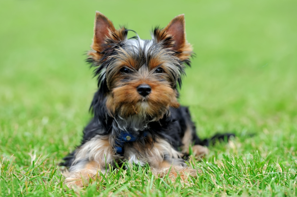 Yorkshire Terrier Yorkshire Terrier