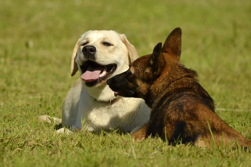 Những giống chó ngoan ngoãn nhất là gì? Những giống chó ngoan ngoãn nhất là gì?