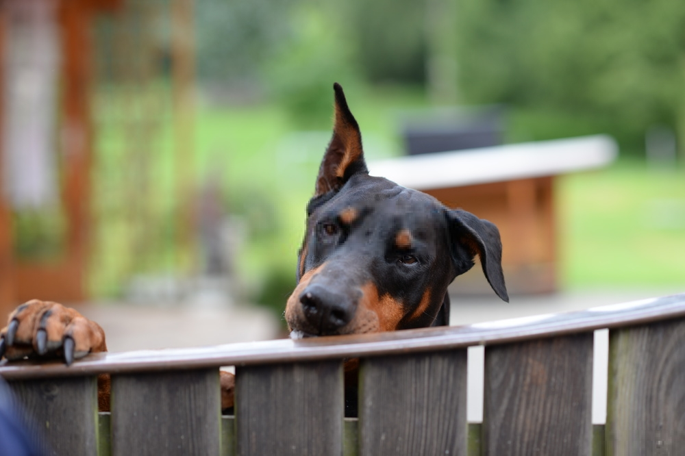 Những giống chó ngoan ngoãn nhất là gì? Những giống chó ngoan ngoãn nhất là gì?