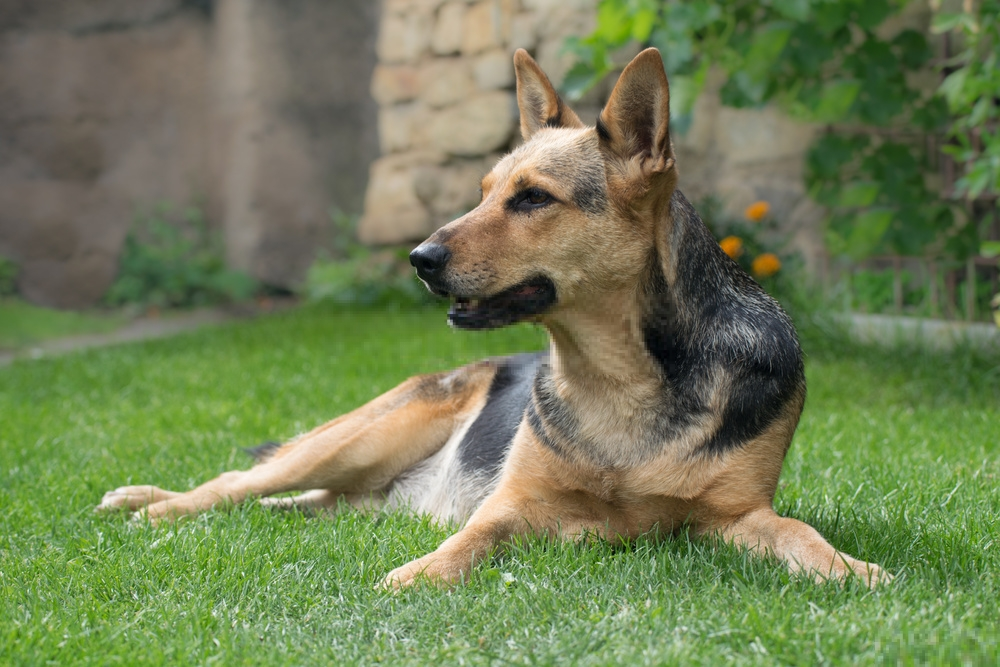 Những giống chó ngoan ngoãn nhất là gì? Những giống chó ngoan ngoãn nhất là gì?