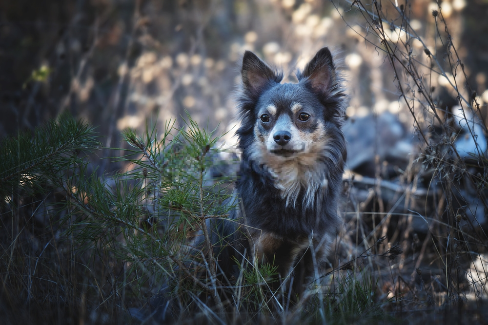 Những giống chó ngoan ngoãn nhất là gì? Những giống chó ngoan ngoãn nhất là gì?