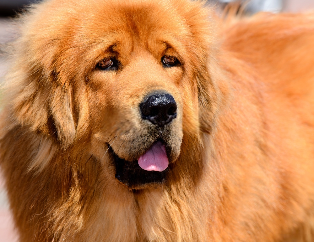 Chó ngao tây tạng – Tibetan Mastiff