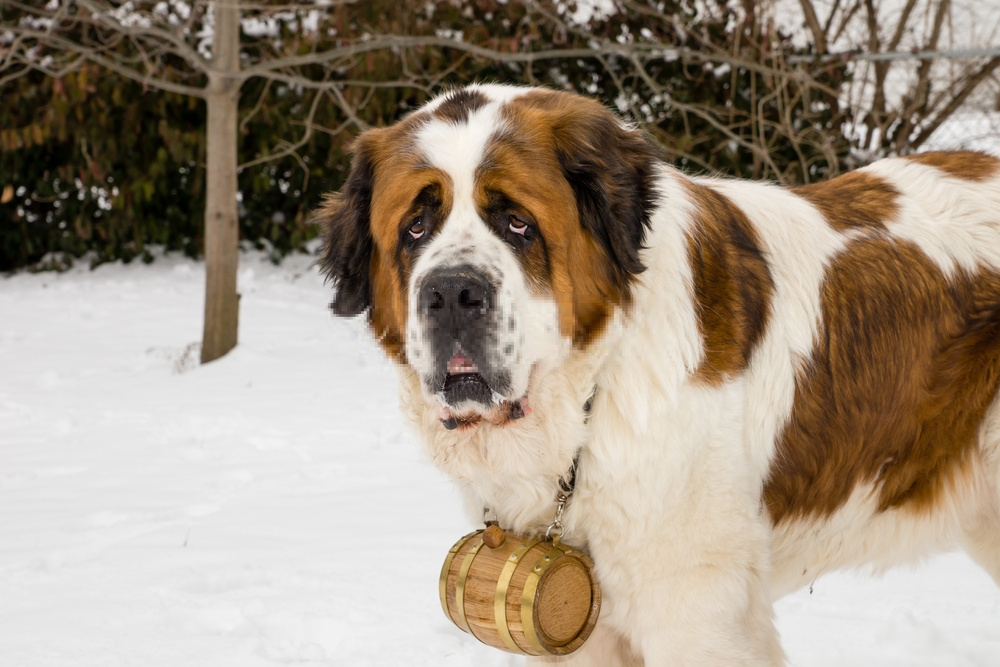 Giống chó Saint Bernard Giống chó Saint Bernard
