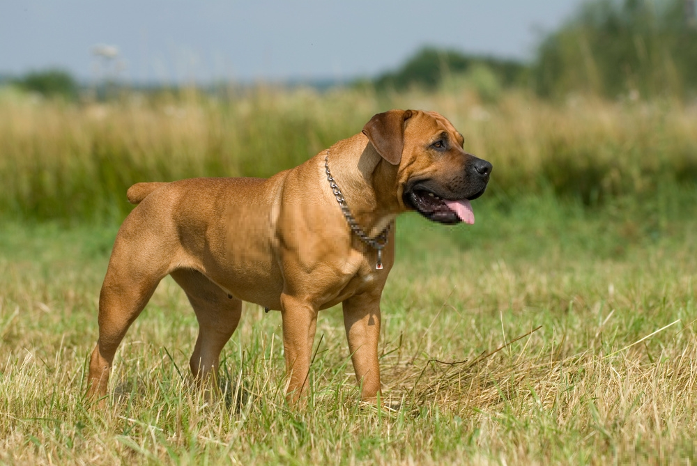 Đánh giá chó Boerboel Đánh giá chó Boerboel