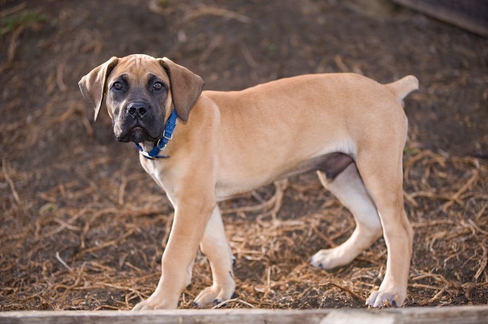 Đánh giá chó Boerboel Đánh giá chó Boerboel