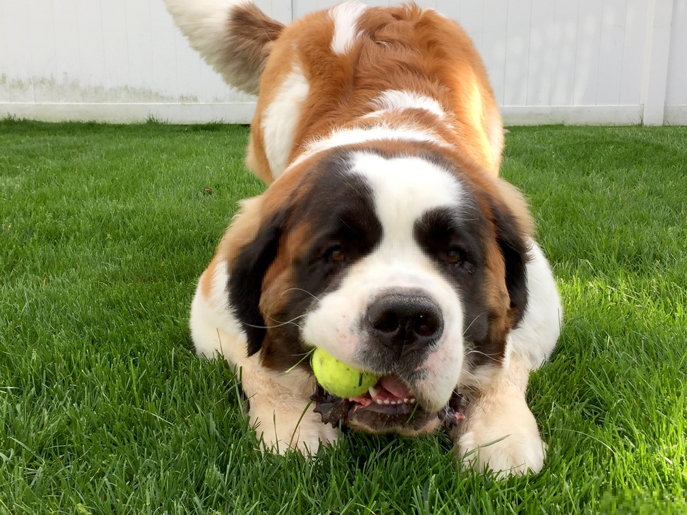 Hình ảnh loài chó Saint Bernard dễ thương Hình ảnh loài chó Saint Bernard dễ thương