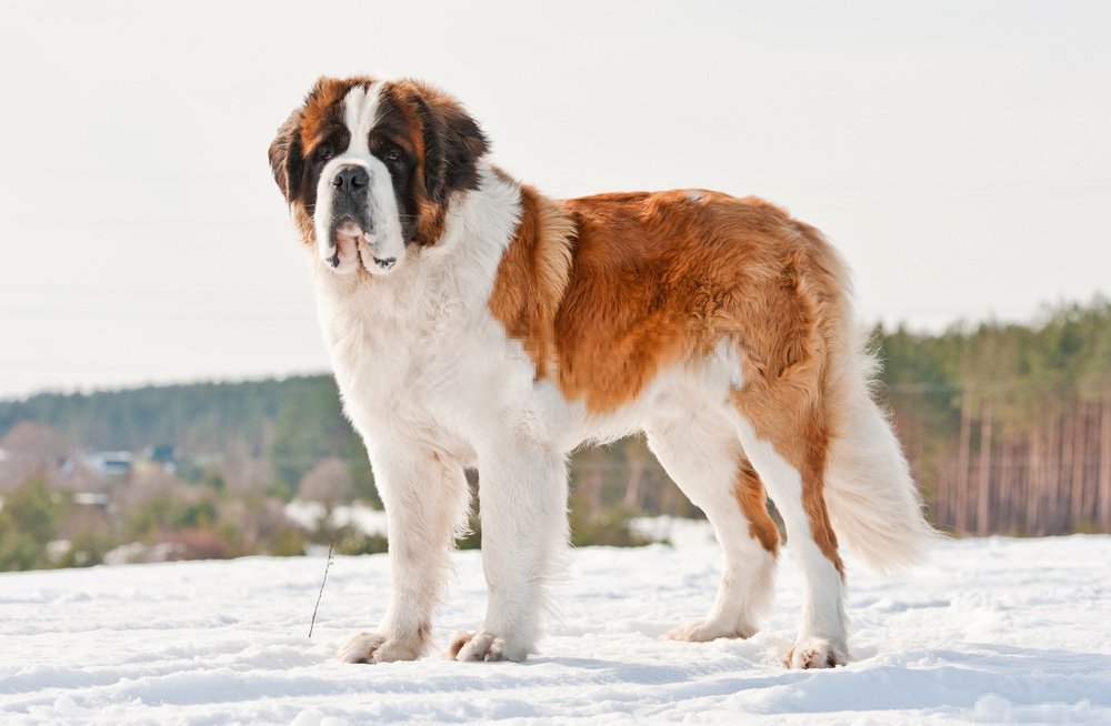 Hình ảnh loài chó Saint Bernard dễ thương Hình ảnh loài chó Saint Bernard dễ thương