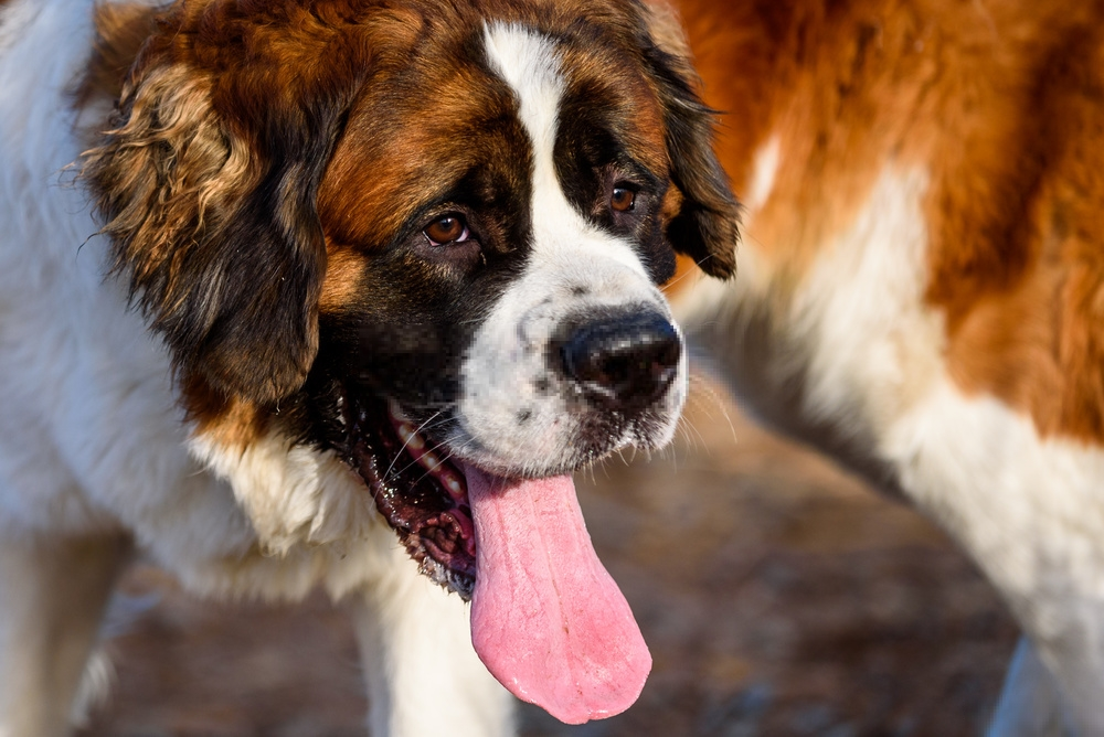 Hình ảnh loài chó Saint Bernard dễ thương Hình ảnh loài chó Saint Bernard dễ thương