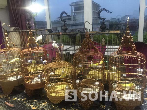 Con chim chào mào tiền tỷ của Chương Tailor Con chim chào mào tiền tỷ của Chương Tailor