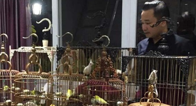 Con chim chào mào tiền tỷ của Chương Tailor Con chim chào mào tiền tỷ của Chương Tailor