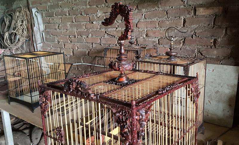 Những tuyệt phẩm ngàn USD nức tiếng giới chơi chim Những tuyệt phẩm ngàn USD nức tiếng giới chơi chim