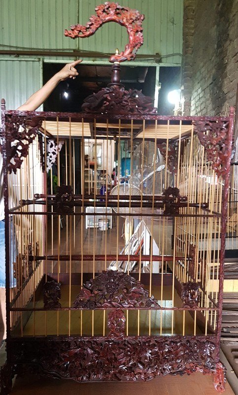 Những tuyệt phẩm ngàn USD nức tiếng giới chơi chim Những tuyệt phẩm ngàn USD nức tiếng giới chơi chim