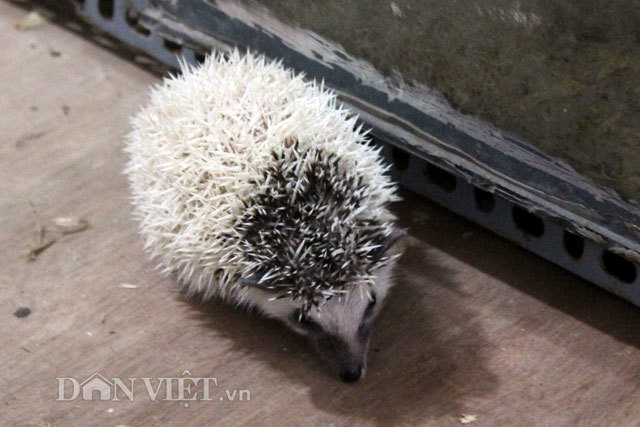 Độc đáo thú chơi nhím cảnh cuốn hút giới trẻ