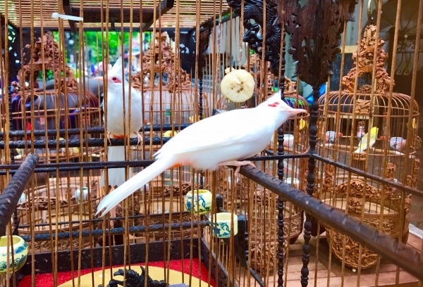 Độc nhất vô nhị: Đàn chim 10 tỷ của đại gia Hà Nội Độc nhất vô nhị: Đàn chim 10 tỷ của đại gia Hà Nội