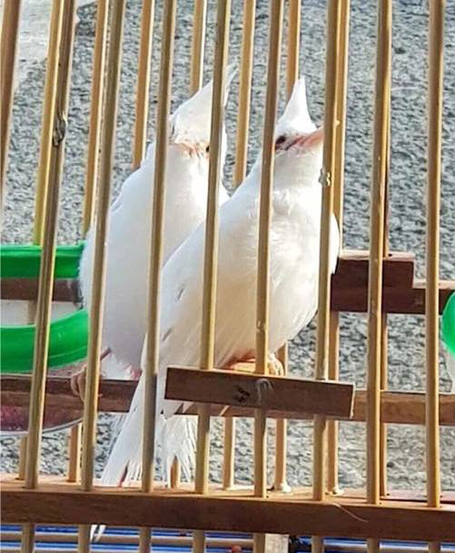 Những chú chào mào bạch tạng 'cực độc' giá hàng trăm triệu Những chú chào mào bạch tạng 'cực độc' giá hàng trăm triệu