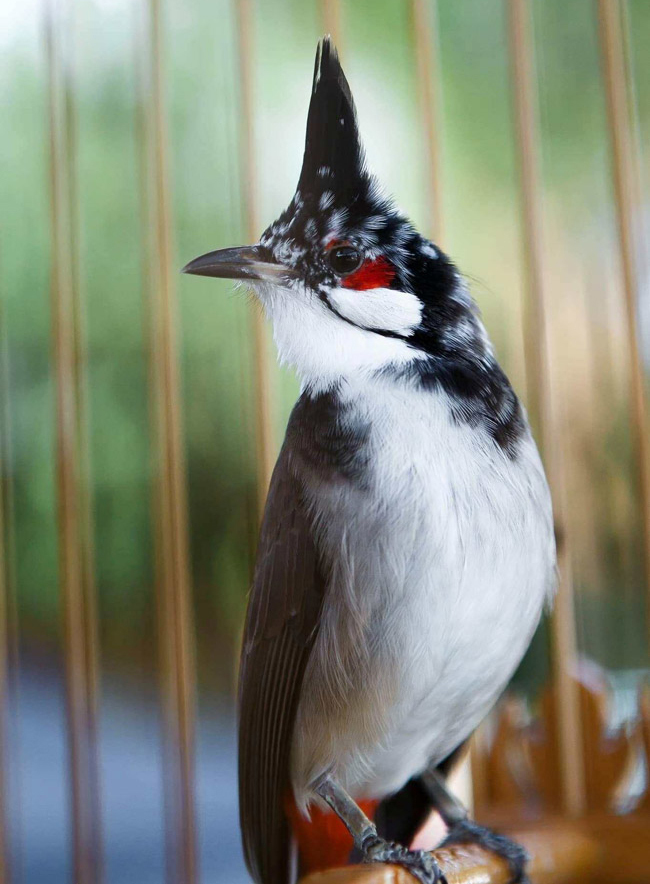 Những chú chào mào bạch tạng 'cực độc' giá hàng trăm triệu Những chú chào mào bạch tạng 'cực độc' giá hàng trăm triệu