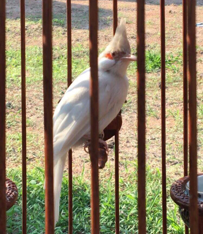 Những chú chào mào bạch tạng 'cực độc' giá hàng trăm triệu Những chú chào mào bạch tạng 'cực độc' giá hàng trăm triệu