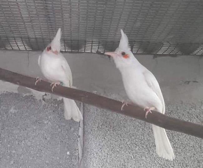 Những chú chào mào bạch tạng 'cực độc' giá hàng trăm triệu Những chú chào mào bạch tạng 'cực độc' giá hàng trăm triệu