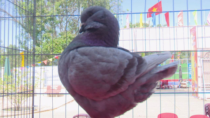 Ngắm những chú chim bồ câu giá trăm triệu 'khoe dáng'