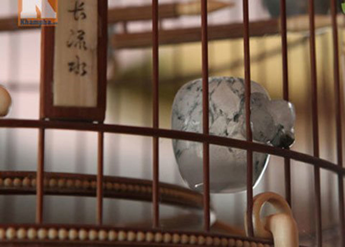 Độc nhất vô nhị: Đàn chim 10 tỷ của đại gia Hà Nội Độc nhất vô nhị: Đàn chim 10 tỷ của đại gia Hà Nội