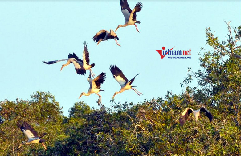 {title} Một chuyến trầm mình 'săn' chim quý trong vườn quốc gia