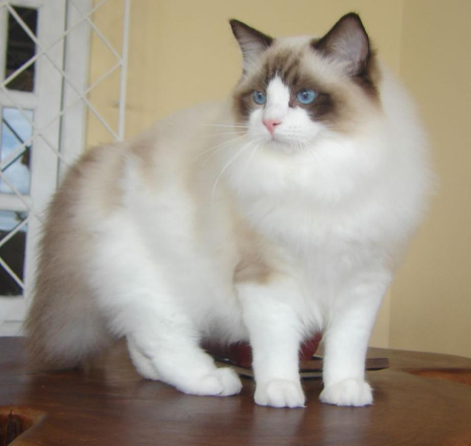 Mèo Ragdoll là mèo gì? GIÁ bao nhiêu tiền? Mua ở đâu Uy Tín