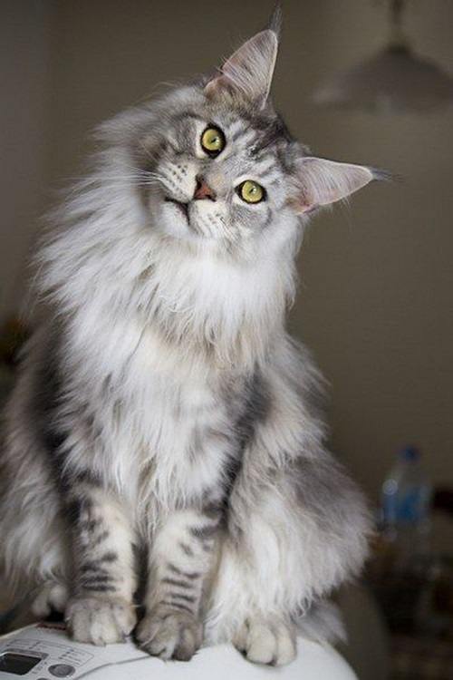 Mèo Maine Coon- Loài tiểu hổ khổng lồ và những đặc điểm kỳ thú