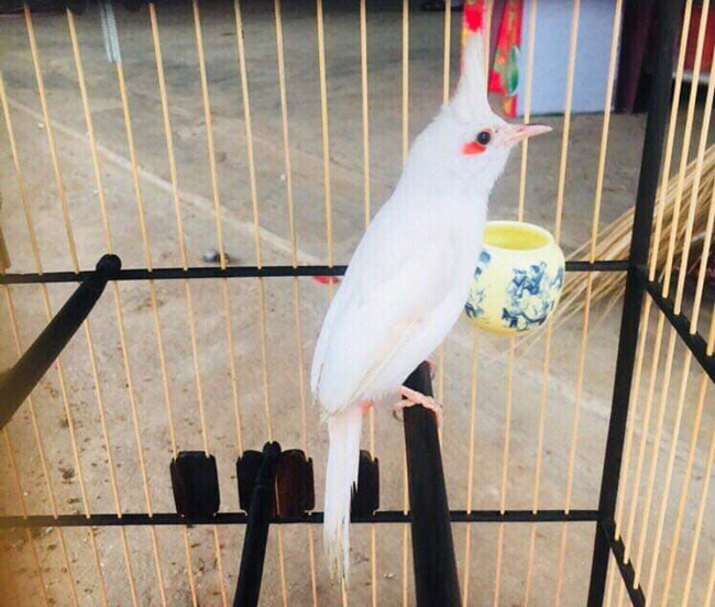 Những chú chào mào bạch tạng 'cực độc' giá hàng trăm triệu Những chú chào mào bạch tạng 'cực độc' giá hàng trăm triệu