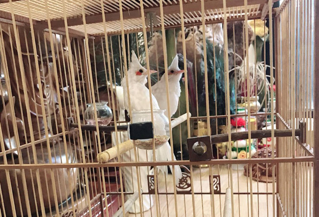 Những chú chào mào bạch tạng 'cực độc' giá hàng trăm triệu Những chú chào mào bạch tạng 'cực độc' giá hàng trăm triệu