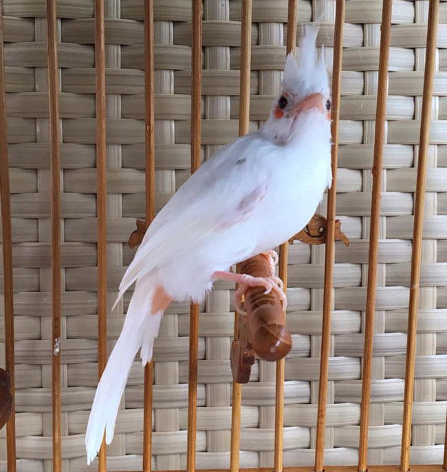 Những chú chào mào bạch tạng 'cực độc' giá hàng trăm triệu Những chú chào mào bạch tạng 'cực độc' giá hàng trăm triệu