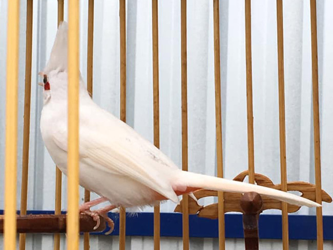 Những chú chào mào bạch tạng 'cực độc' giá hàng trăm triệu Những chú chào mào bạch tạng 'cực độc' giá hàng trăm triệu