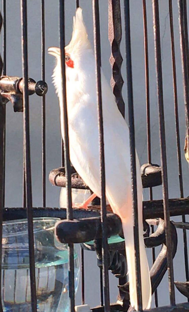 Những chú chào mào bạch tạng 'cực độc' giá hàng trăm triệu Những chú chào mào bạch tạng 'cực độc' giá hàng trăm triệu