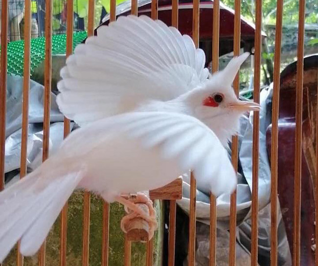 Những chú chào mào bạch tạng 'cực độc' giá hàng trăm triệu Những chú chào mào bạch tạng 'cực độc' giá hàng trăm triệu