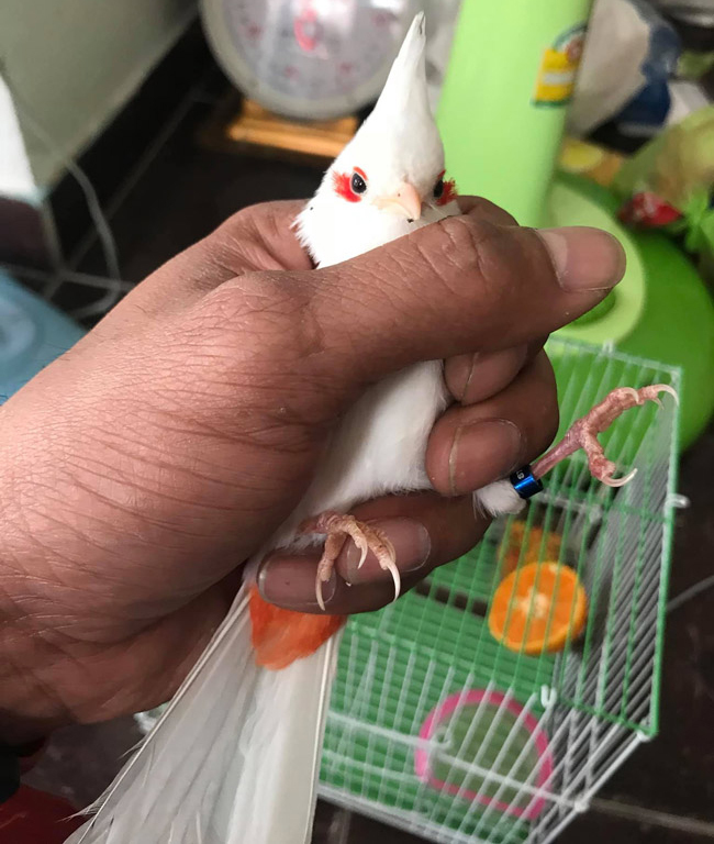 Những chú chào mào bạch tạng 'cực độc' giá hàng trăm triệu Những chú chào mào bạch tạng 'cực độc' giá hàng trăm triệu