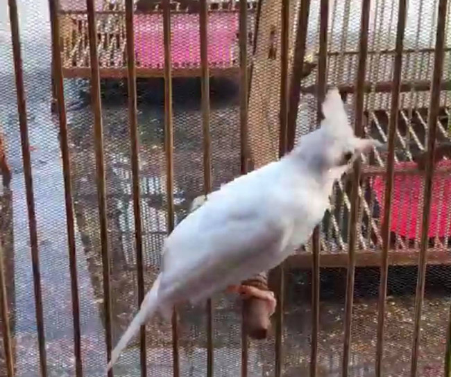 Những chú chào mào bạch tạng 'cực độc' giá hàng trăm triệu Những chú chào mào bạch tạng 'cực độc' giá hàng trăm triệu