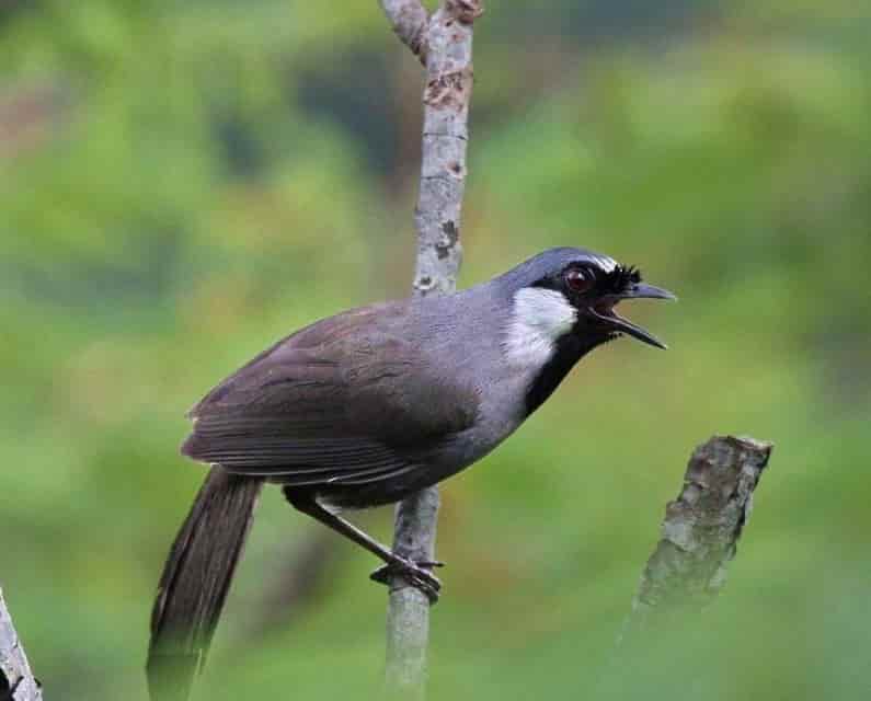 Cách thuần dưỡng chim khướu