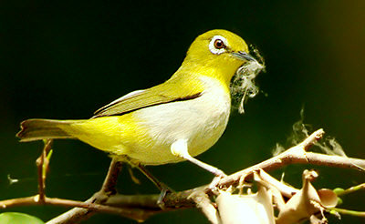 Chơi và nuôi chim vành khuyên