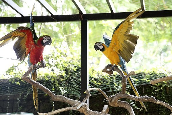 Chi hàng ngàn đô la tậu vẹt ngoại cho thiên hạ chiêm ngưỡng Chi hàng ngàn đô la tậu vẹt ngoại cho thiên hạ chiêm ngưỡng