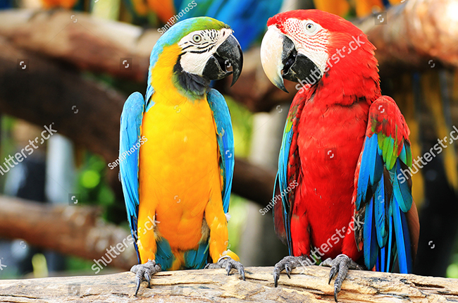 Đặc điểm và lưu ý khi nuôi Vẹt Macaw Blue and Gold